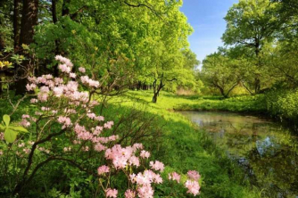 Forests and Flowers