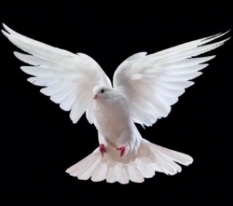 Redhill Sinfonia - Dove of Peace Redhill Sinfonia - Dove of Peace