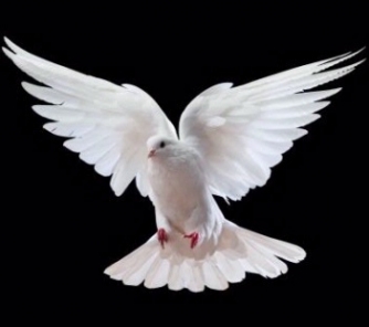 Redhill Sinfonia - Dove of Peace