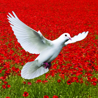 Dove to symbolise peace