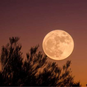 Moonlight Moonlight