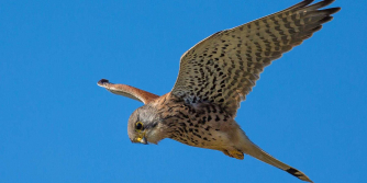 Kestrel flying over a blue sky background
