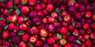 Decorative image of apples for Haydn's The Seasons Decorative image of apples for Haydn's The Seasons