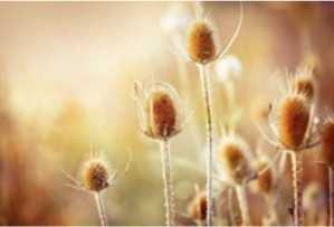 Nota Bene - At the Round Earth's Imagined Corners