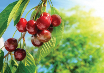 Cherry tree Cherry tree
