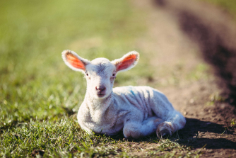 A lamb enjoying the sunshine