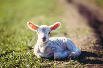 A lamb enjoying the sunshine A lamb enjoying the sunshine