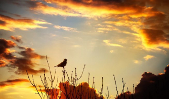SELO - Sunrise and Birdsong
